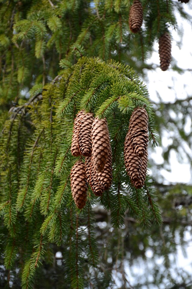 Fir winter needle photo