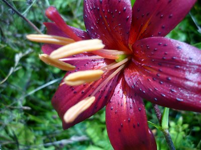 Red flower garden forests