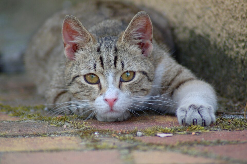 Mammals nature pets