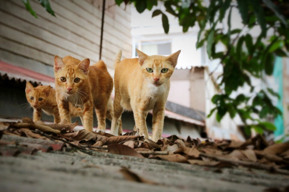 Walk three brown walking