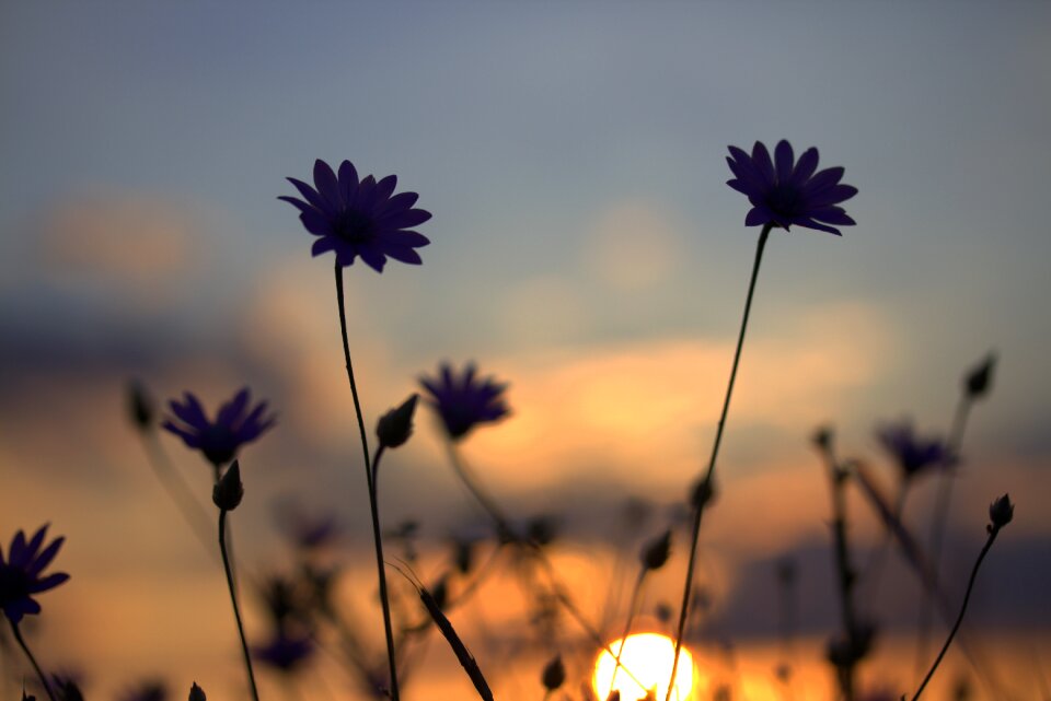Sunset in the evening nature