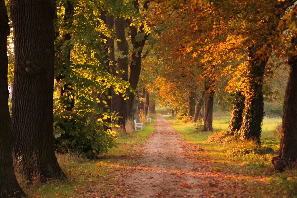 Park footpath autumn