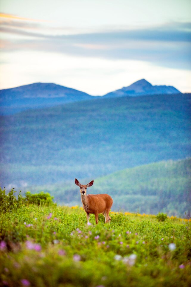 Mountains wildlife doe