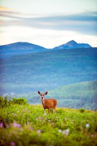 Mountains wildlife doe