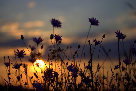 Sunset in the evening nature