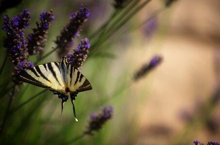 Butterfly plant garden photo