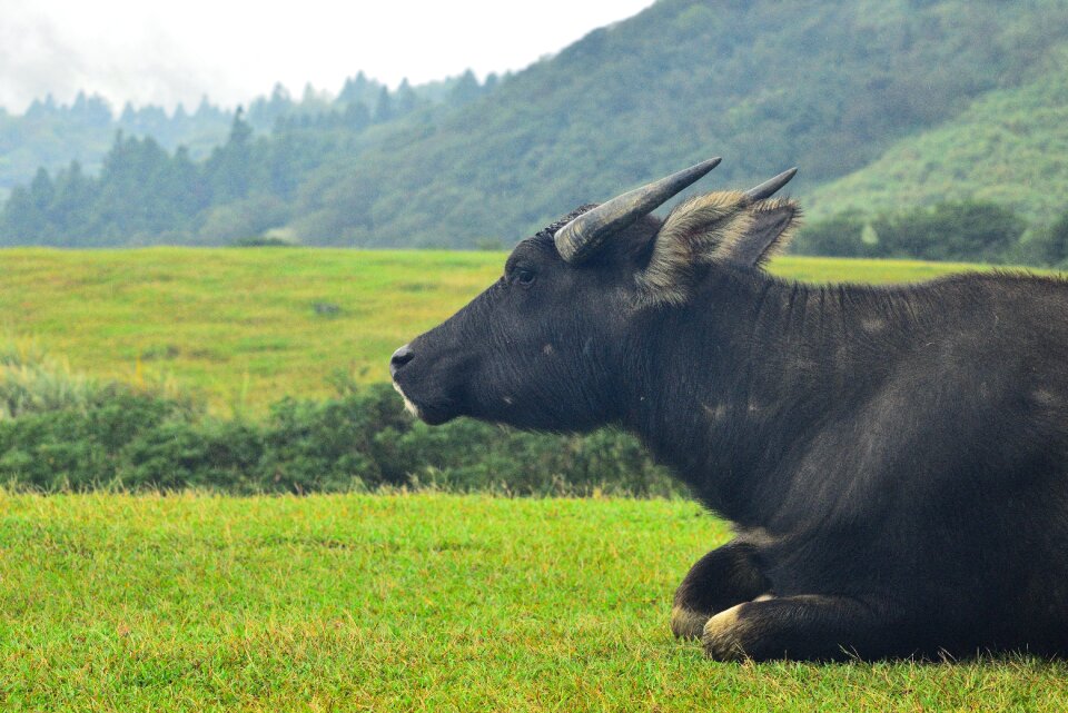Nature animal field
