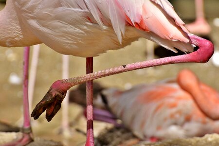 Bird colorful tierpark hellabrunn