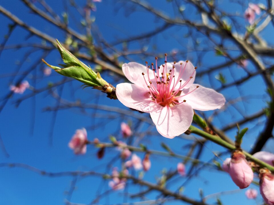 Cherry nature season