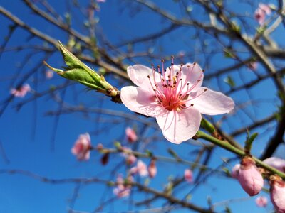Cherry nature season