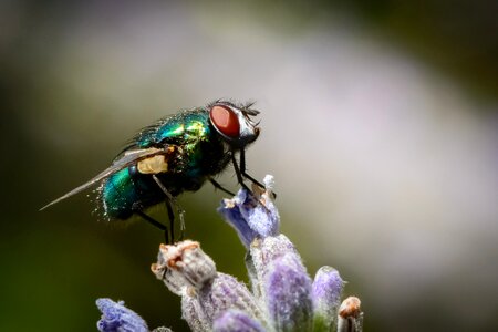 Nature pest wing photo