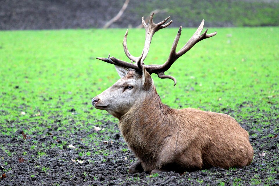 Hirsch nature animal world