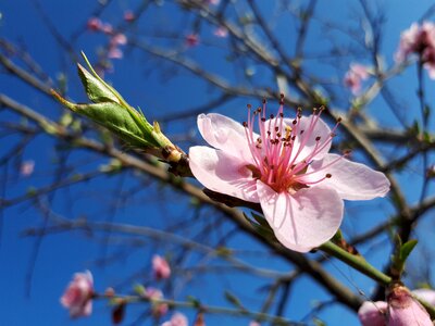 Plant nature season photo