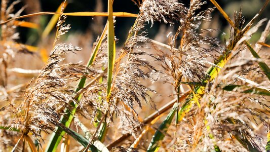 Adnet swamp nature conservation