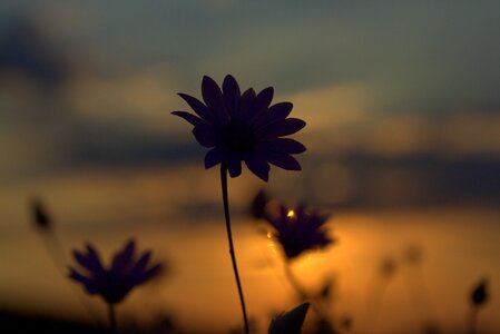 Sunset in the evening nature