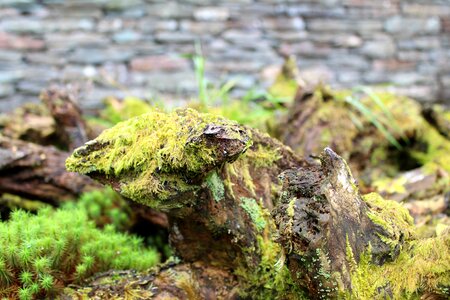 Moss lichen fern photo