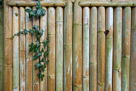 Bamboo creeper garden fence photo