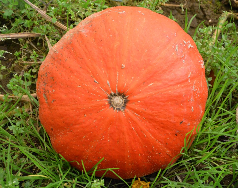 Food vegetable garden fall