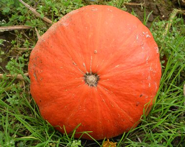 Food vegetable garden fall
