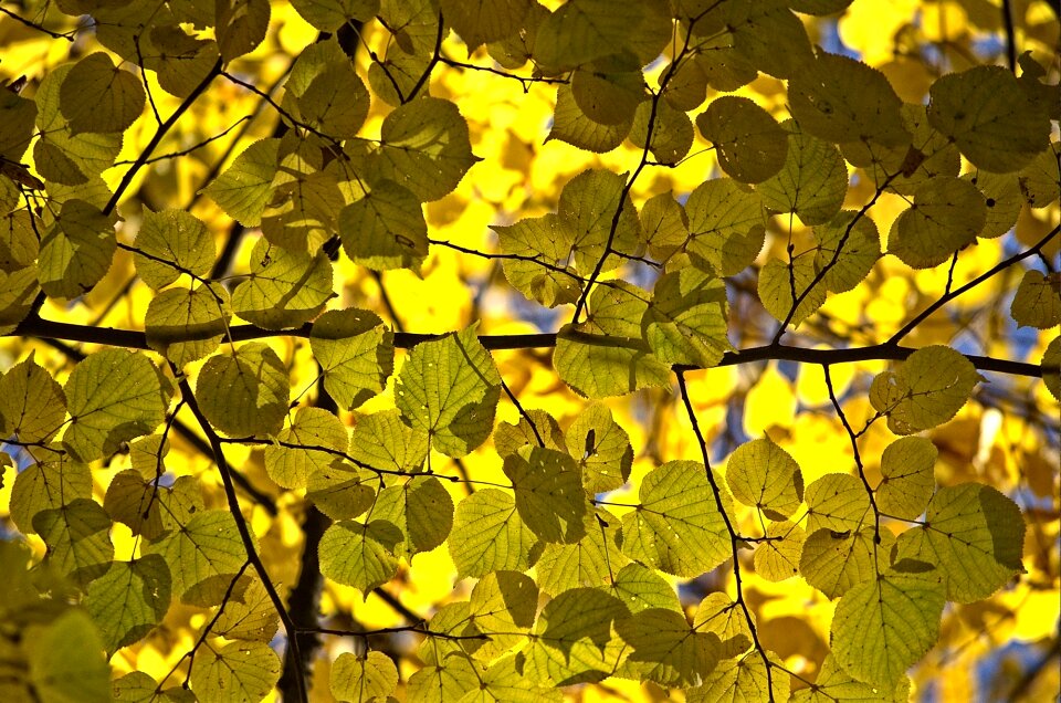 Plant season tree