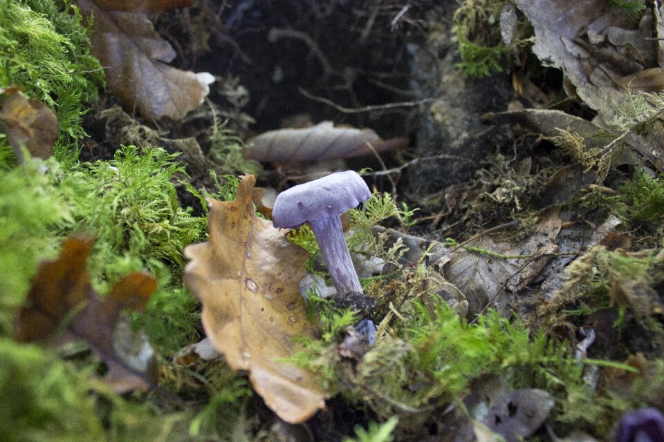 Nature poisonous mushroom amanita