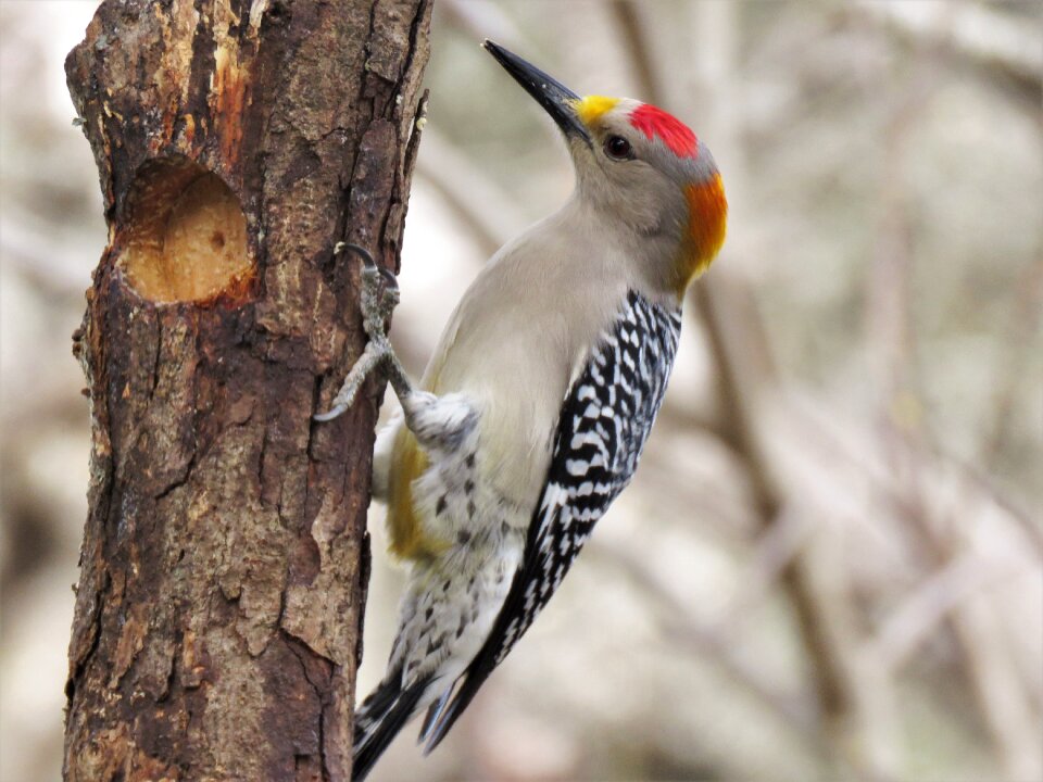 Nature animal wild