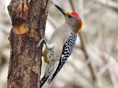 Nature animal wild