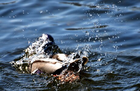 Beaded water bird cute photo