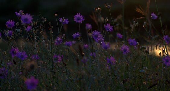 Sunset in the evening nature