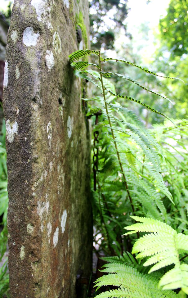 Fern post architecture