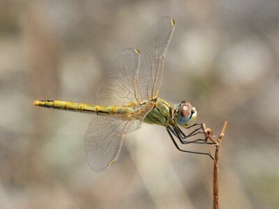Branch orthetrum chrysostigma detail