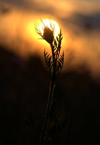 In the evening sun silhouette