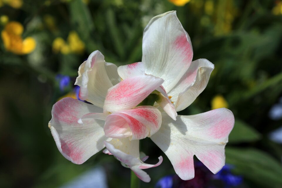 Beautiful pastel white pink photo