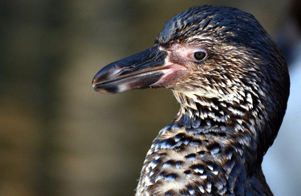 Water bird bill water