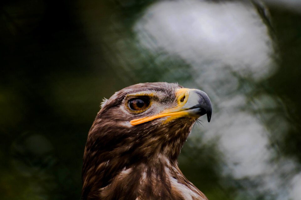 Wildness bird of prey falcon