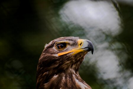 Wildness bird of prey falcon photo