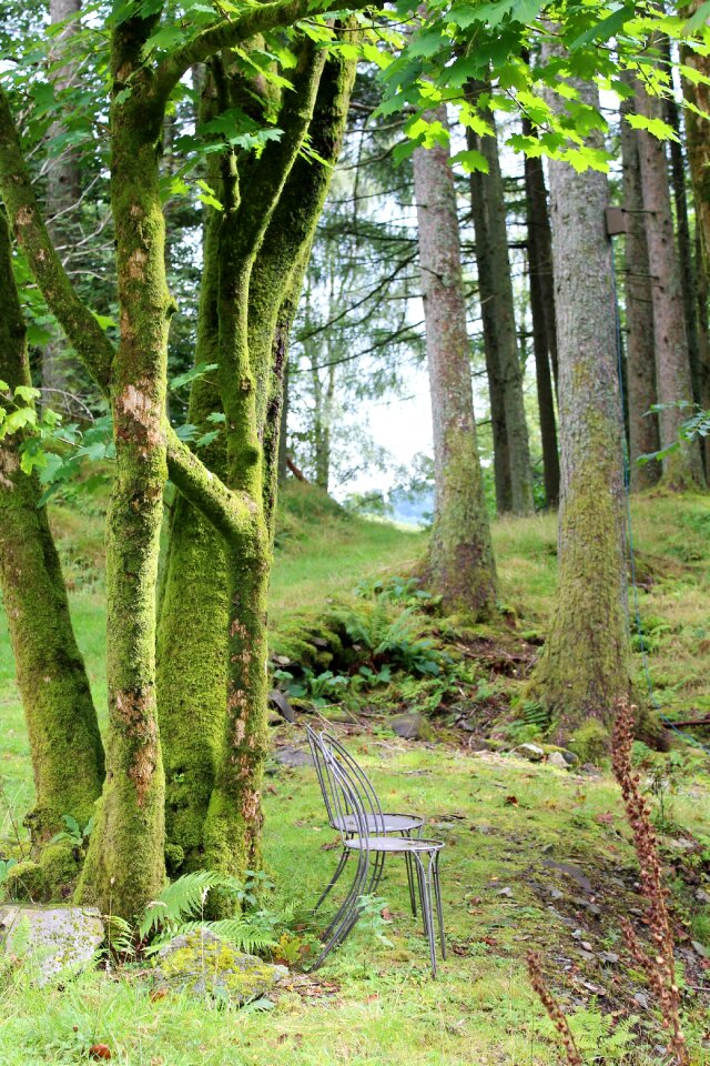 Clearing trees landscape photo