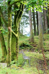 Clearing trees landscape