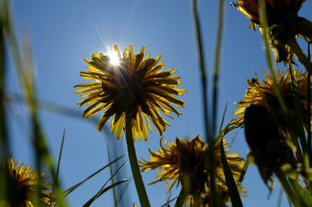 Summer meadow nature pointed flower photo