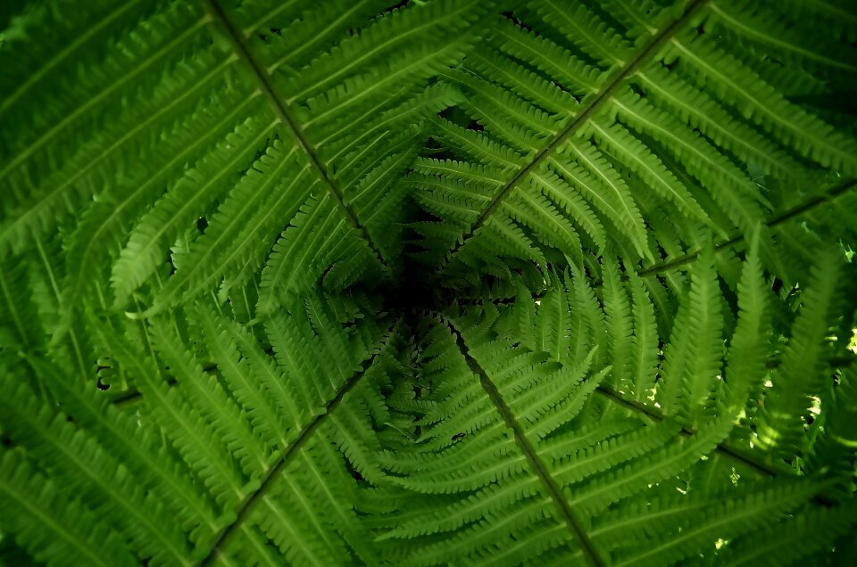 Nature background fern photo