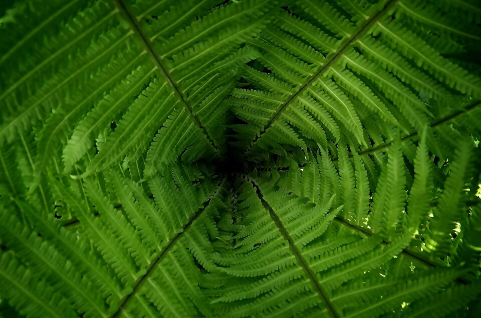 Nature background fern