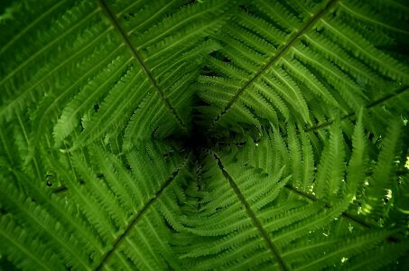 Nature background fern