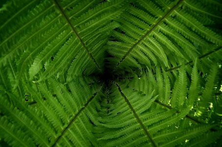 Nature background fern photo