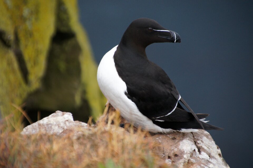 Bird iceland cliff