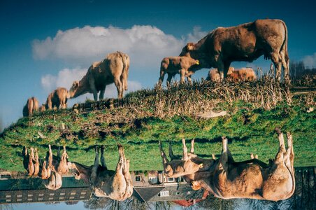 Animal green grass photo