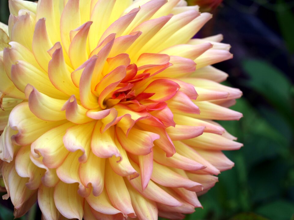 Dahlia flower bloom