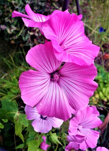 Flowers summer plant photo