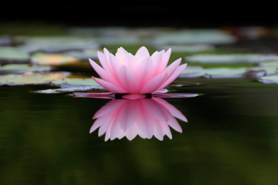 Flowers puddle water lily