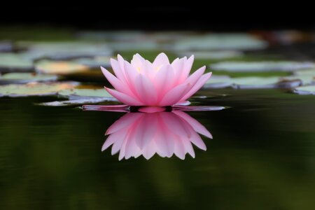 Flowers puddle water lily