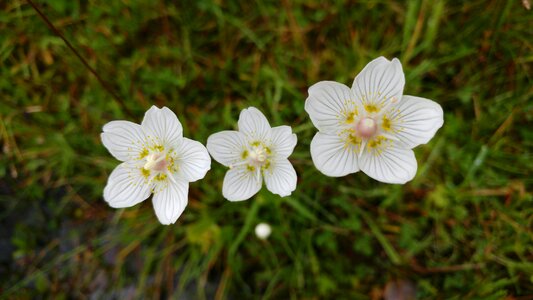 Flower wildflower grass of parnassus